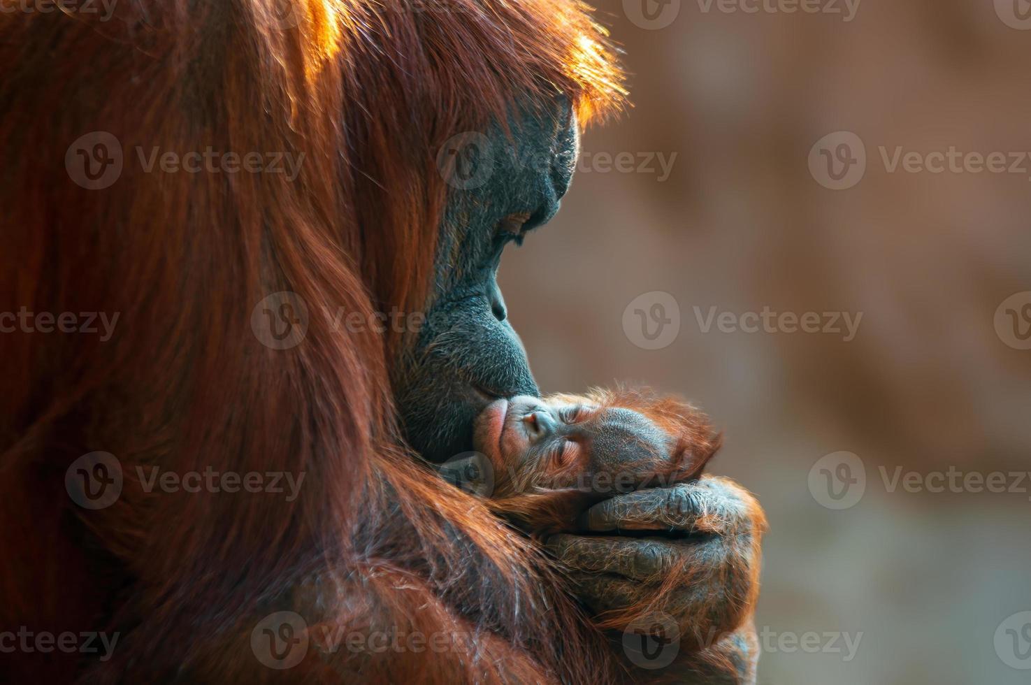 mãe orangotango cuida de seu bebê foto