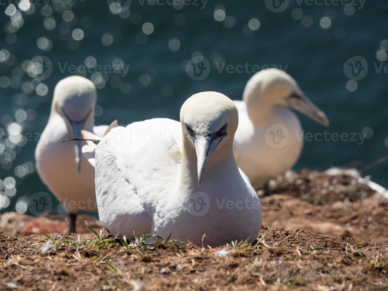 ilha de helgoland no mar do norte foto