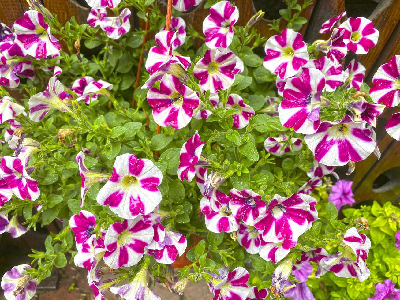 canteiro de flores com flores de petúnia rosa branco close-up foto