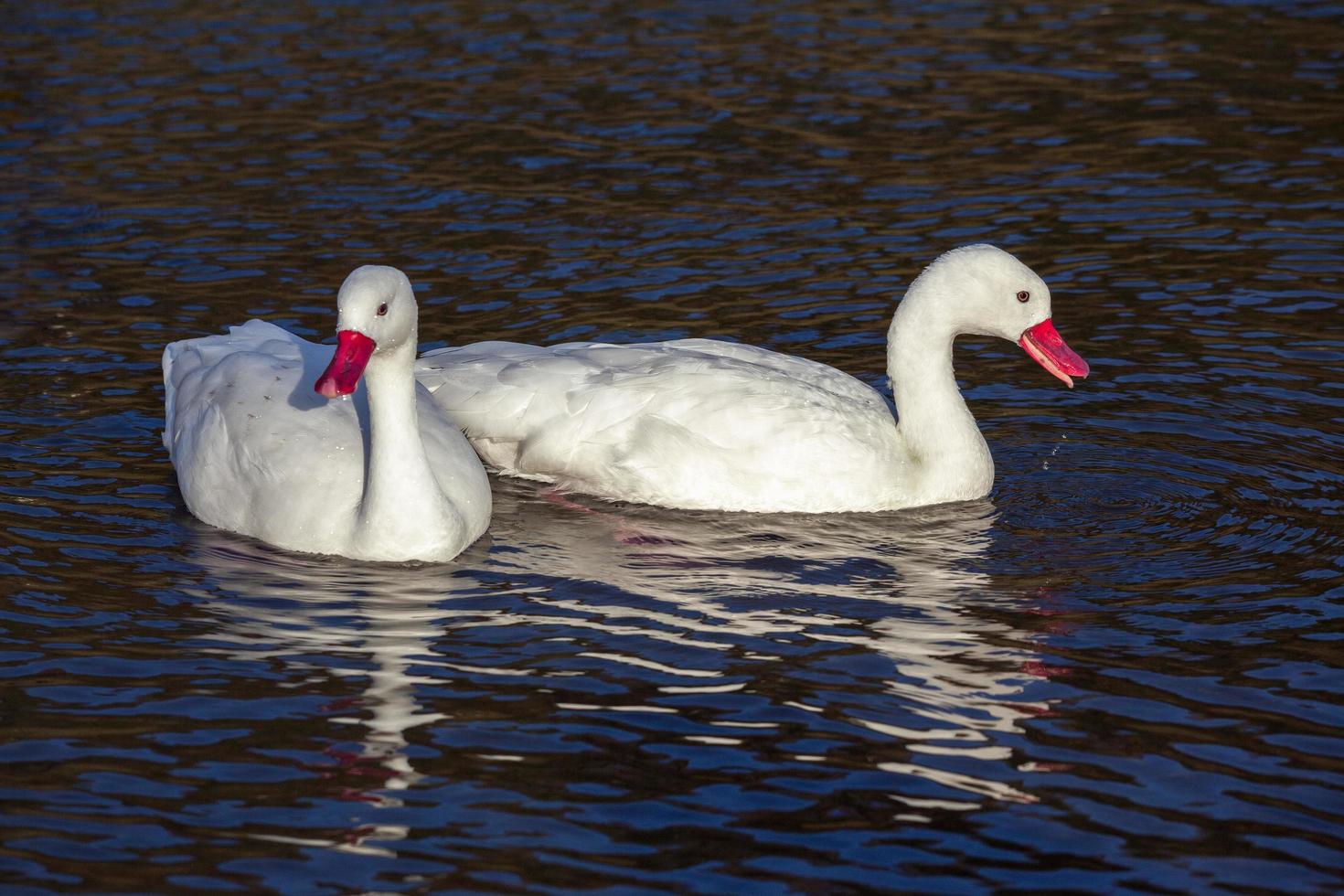 um par de cisnes de coscoroba iluminados pelo sol foto