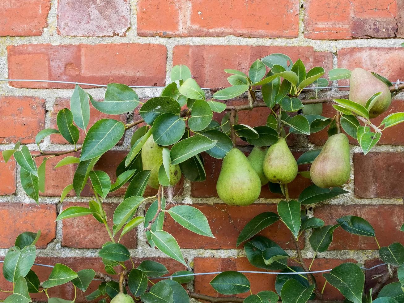 peras crescendo contra uma parede de tijolos em kent foto