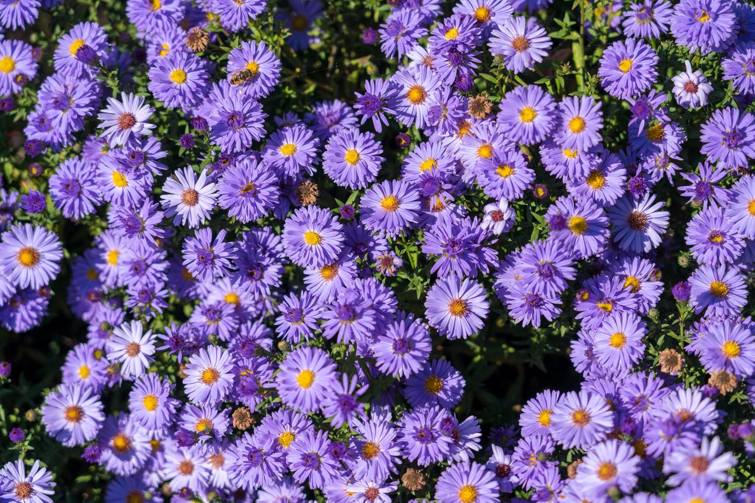 ásteres florescendo em um jardim na moldovita foto