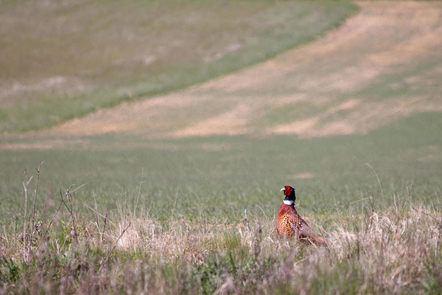 faisão comum atravessando um campo em East Gristead foto