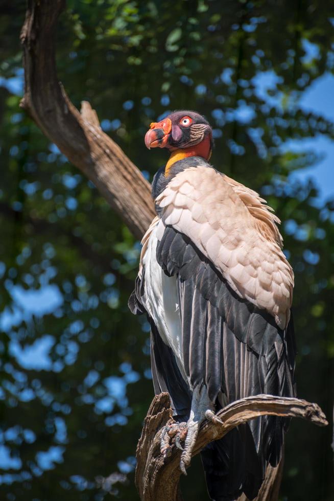 abutre-rei empoleirado em um galho foto