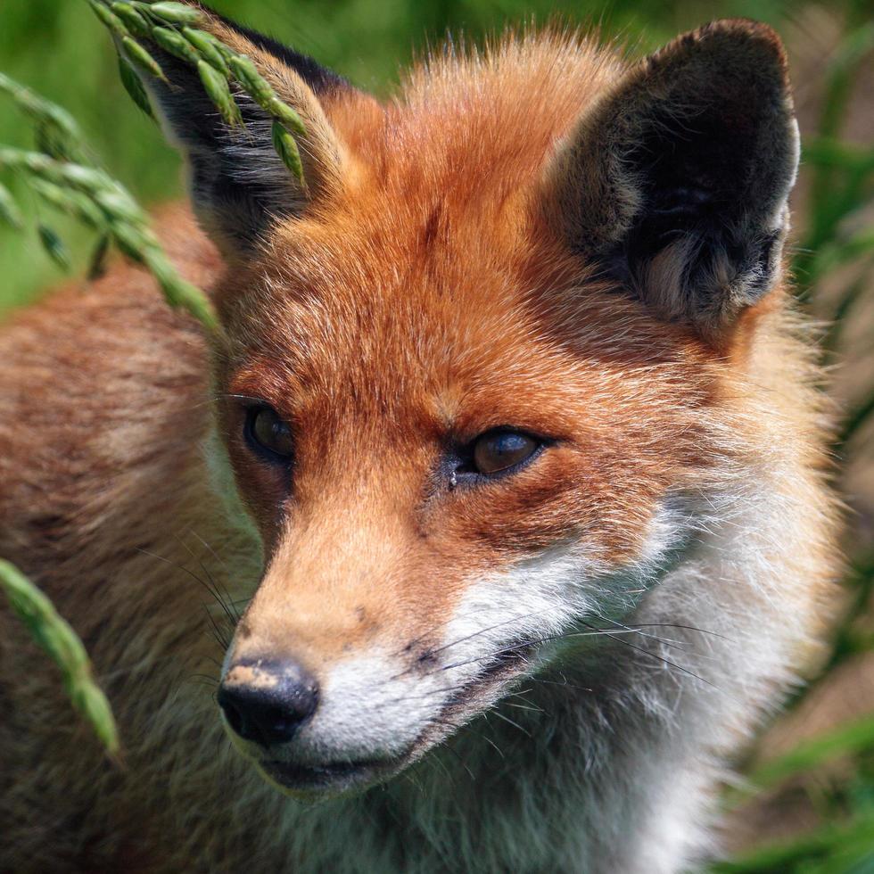 close-up de uma raposa vermelha foto