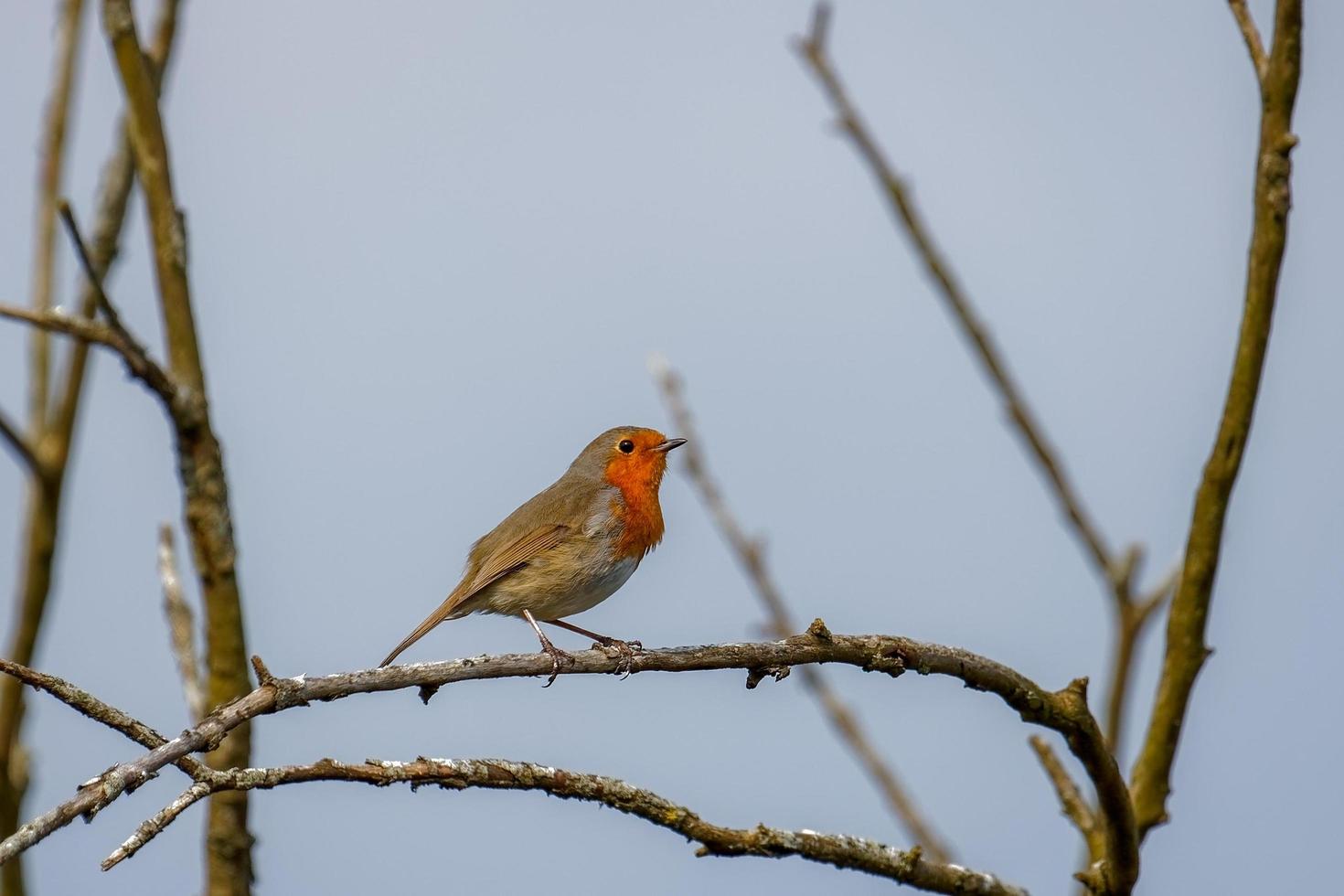 Robin empoleirado em um galho na primavera foto