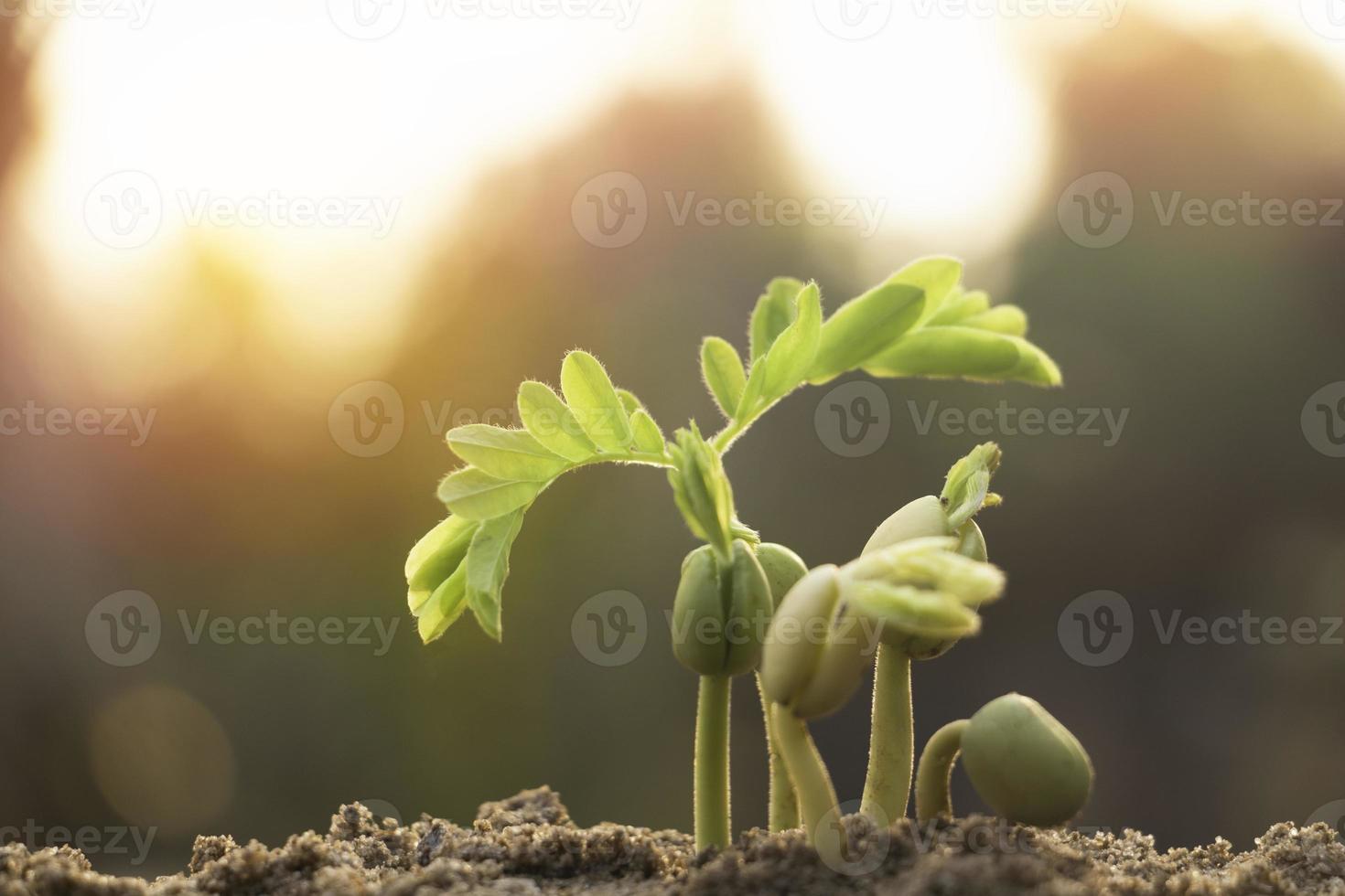 planta em crescimento, planta jovem na luz da manhã no fundo do solo, nova vida concept.small plantas no chão em spring.fresh, semente, foto fresca e ideia de conceito de agricultura.