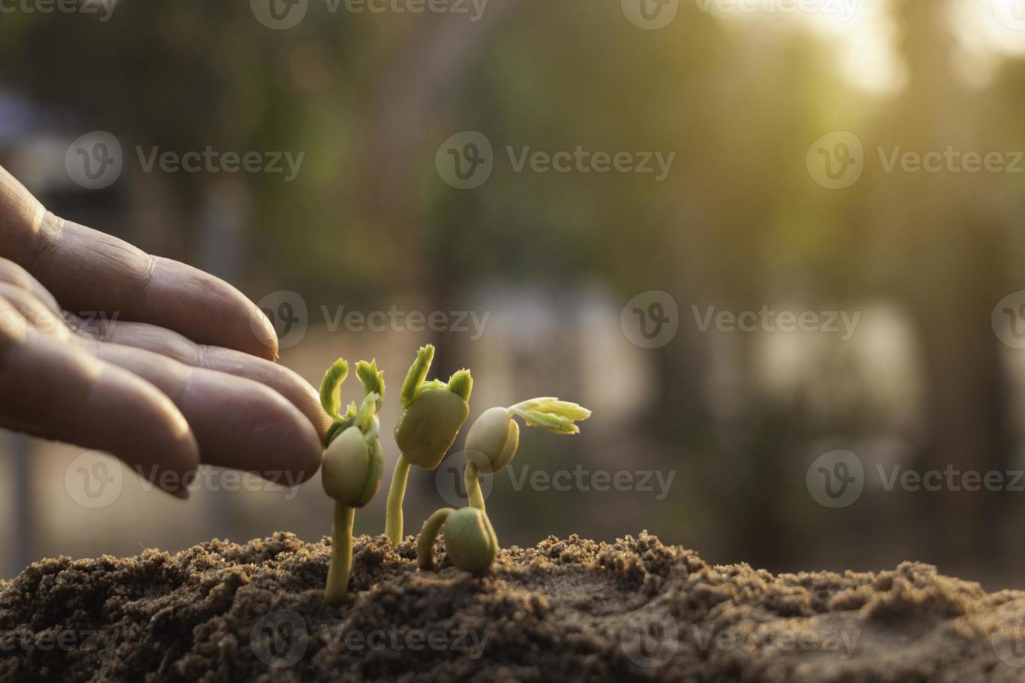 mão tocando está crescendo planta, planta jovem na luz da manhã no chão background.small plantas no chão na primavera, foto fresca e idéia de conceito de agricultura.