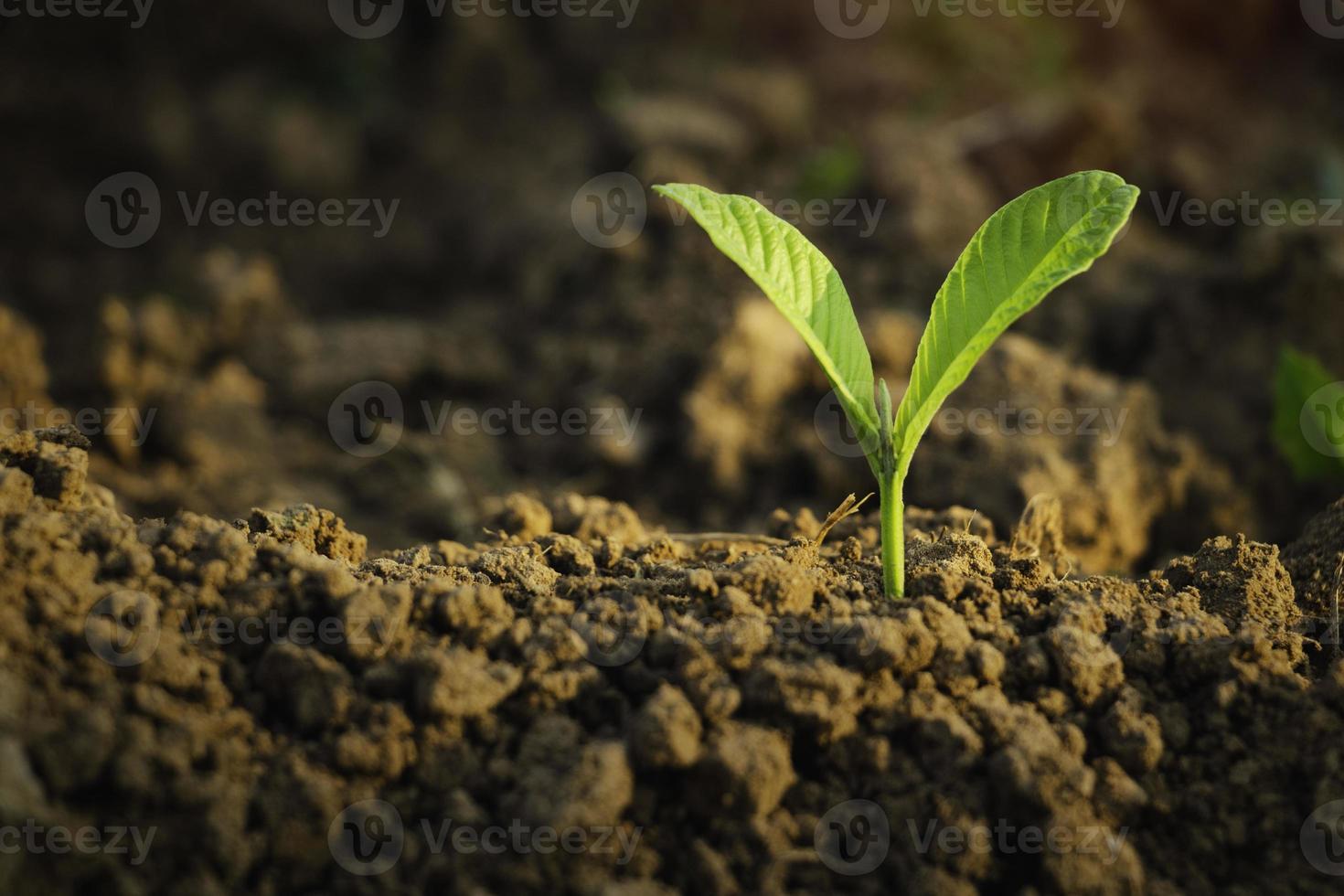 planta em crescimento, planta jovem na luz da manhã no fundo do solo, nova vida concept.small planta no chão na primavera. foto
