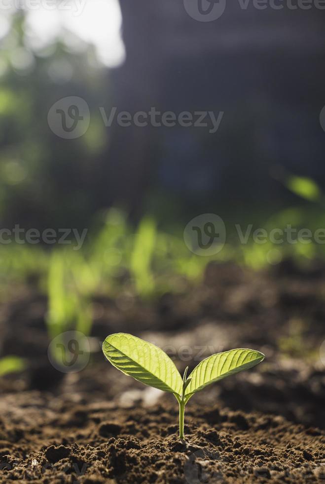 planta em crescimento, planta jovem na luz da manhã no fundo do solo, nova vida concept.small planta no chão na primavera. foto