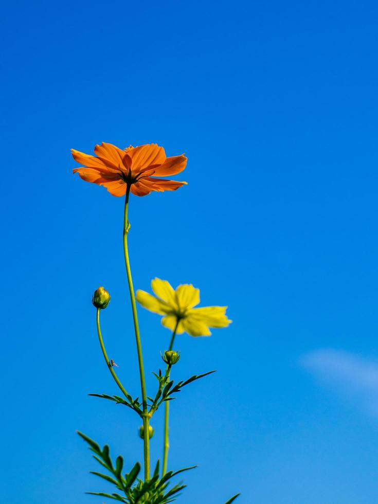 lindas flores no fundo do céu brilhante foto