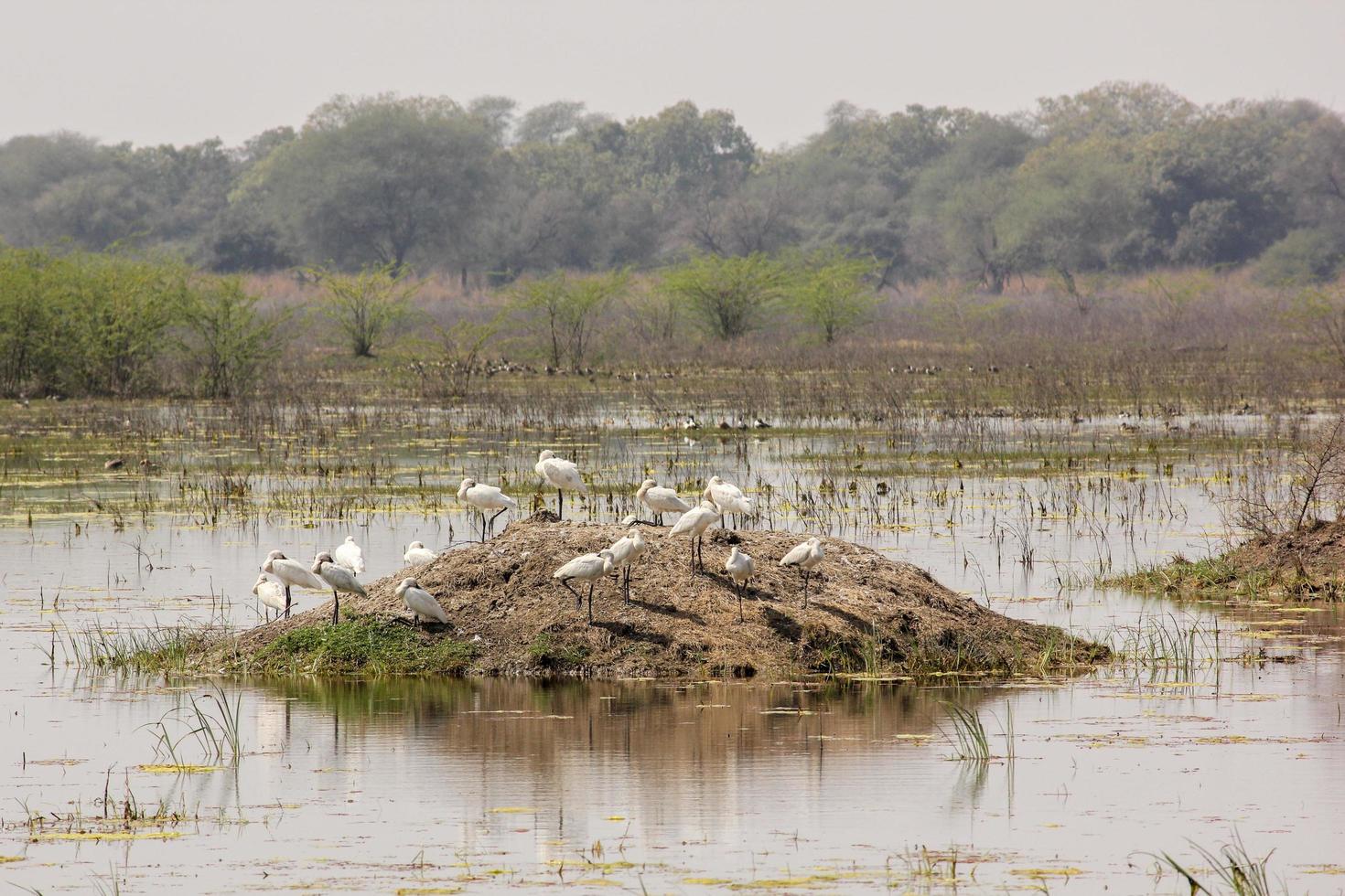 uma colônia de colhereiros no meio de um lago no parque nacional keoladeo em bharatpur, índia. foto