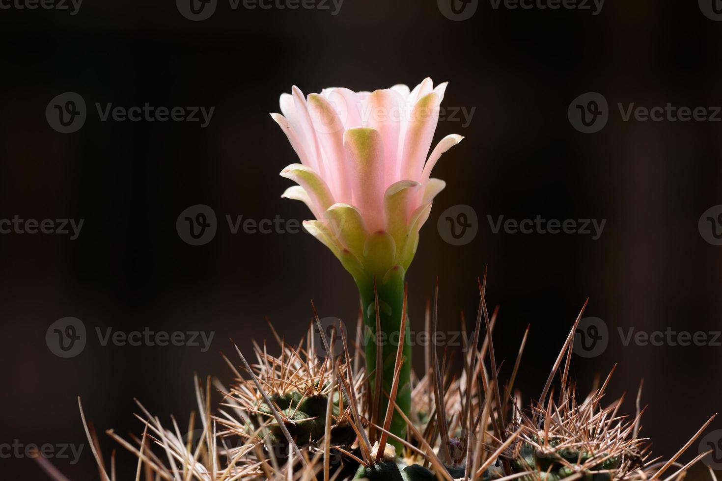 close-up linda flor de cacto gymnocalycium foto