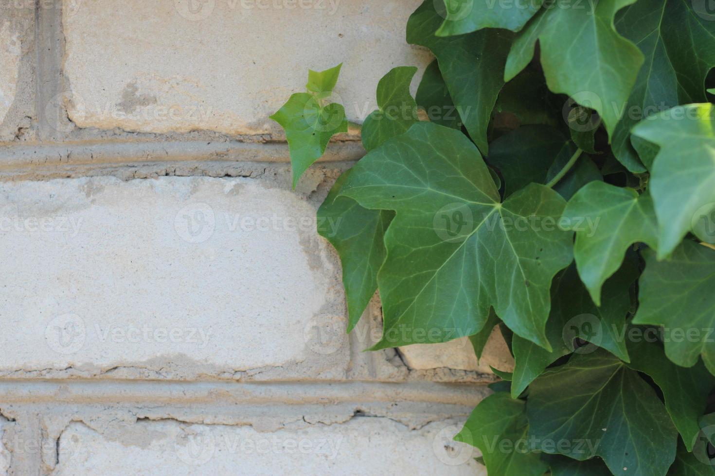 tecendo plantas de hera cipós, galhos rastejantes de uvas bravas foto