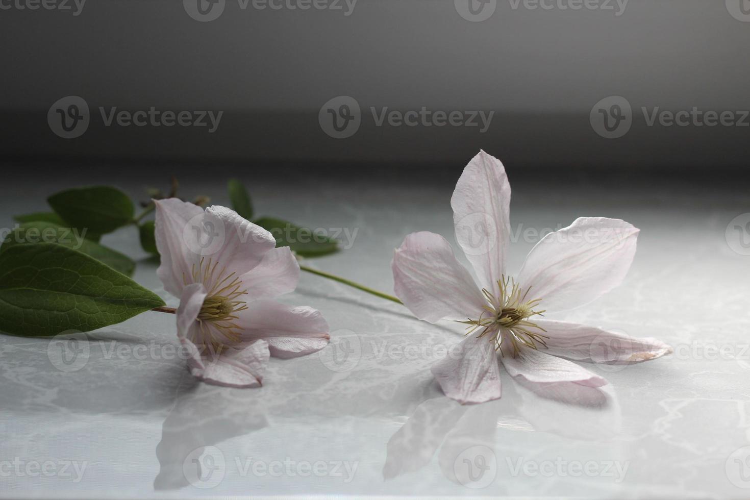 flores de macro de clematite branca florescendo, fundo floral claro foto