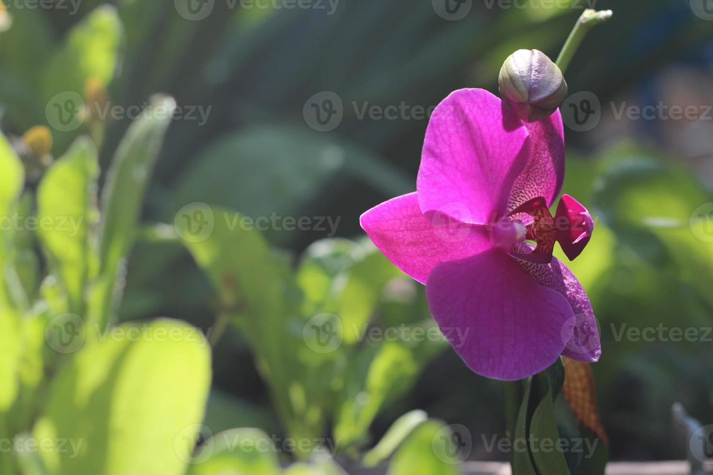 flor de orquídea florescendo, flores de phalaenopsis rosa no jardim,  trópicos, natureza 8112407 Foto de stock no Vecteezy