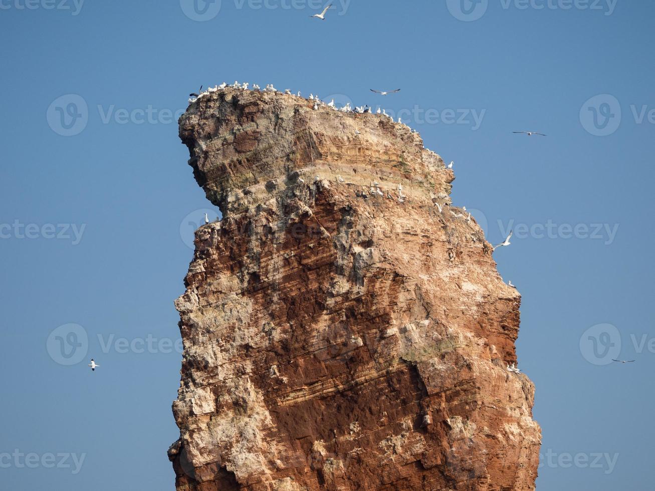 a ilha de helgoland foto