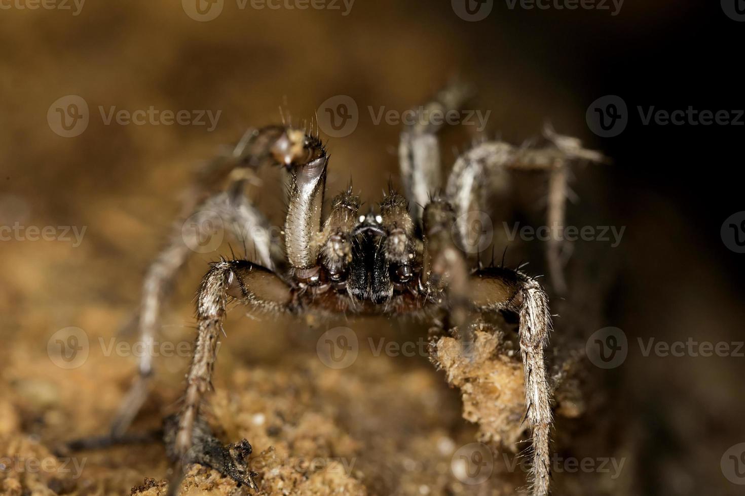 aranha em estado selvagem foto