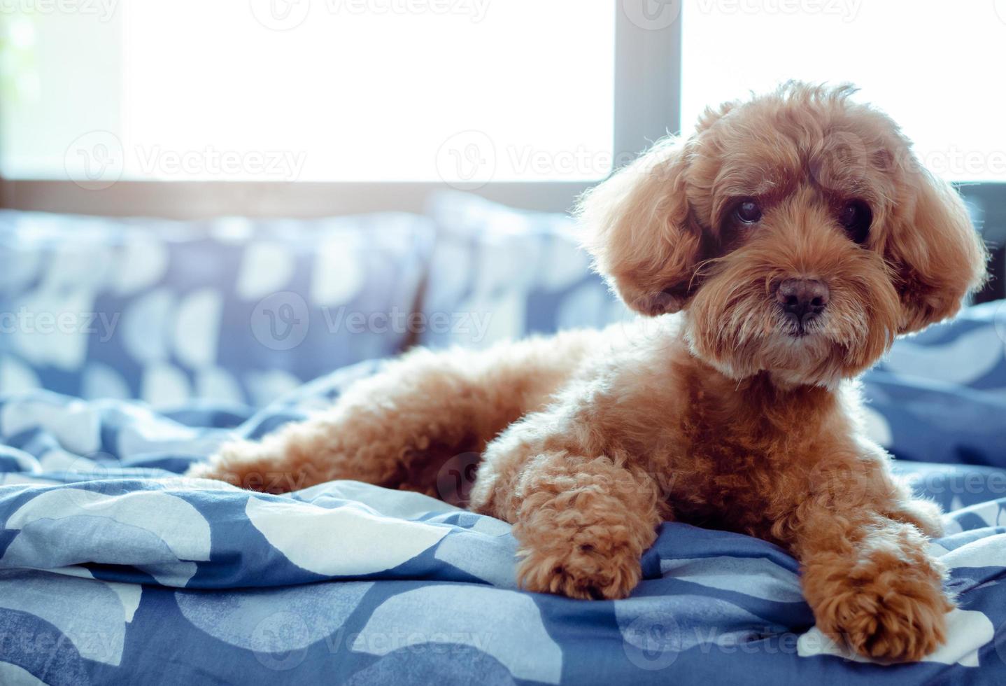 um adorável cão poodle marrom relaxando consigo mesmo depois de acordar de manhã com sol na cama bagunçada. foto