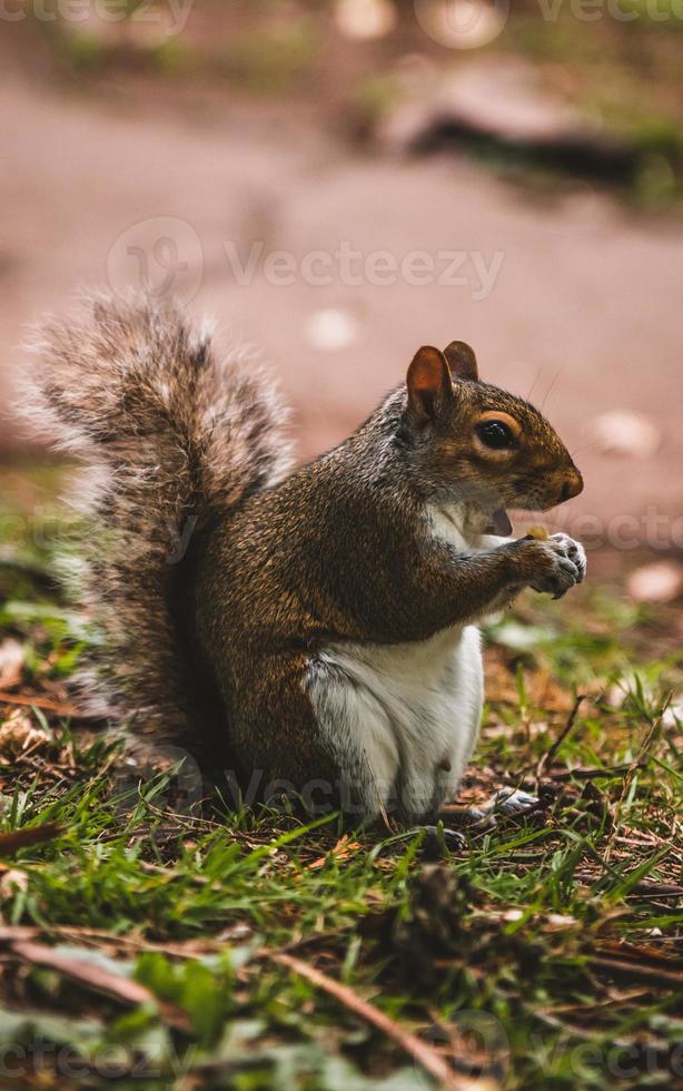 close-up de um esquilo fofo comendo nozes foto