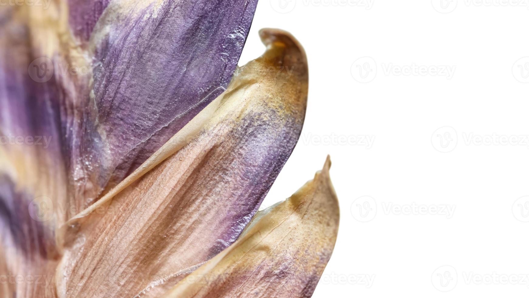 close-up tiro de flor de bromélia seca no fundo branco 8119158 Foto de  stock no Vecteezy