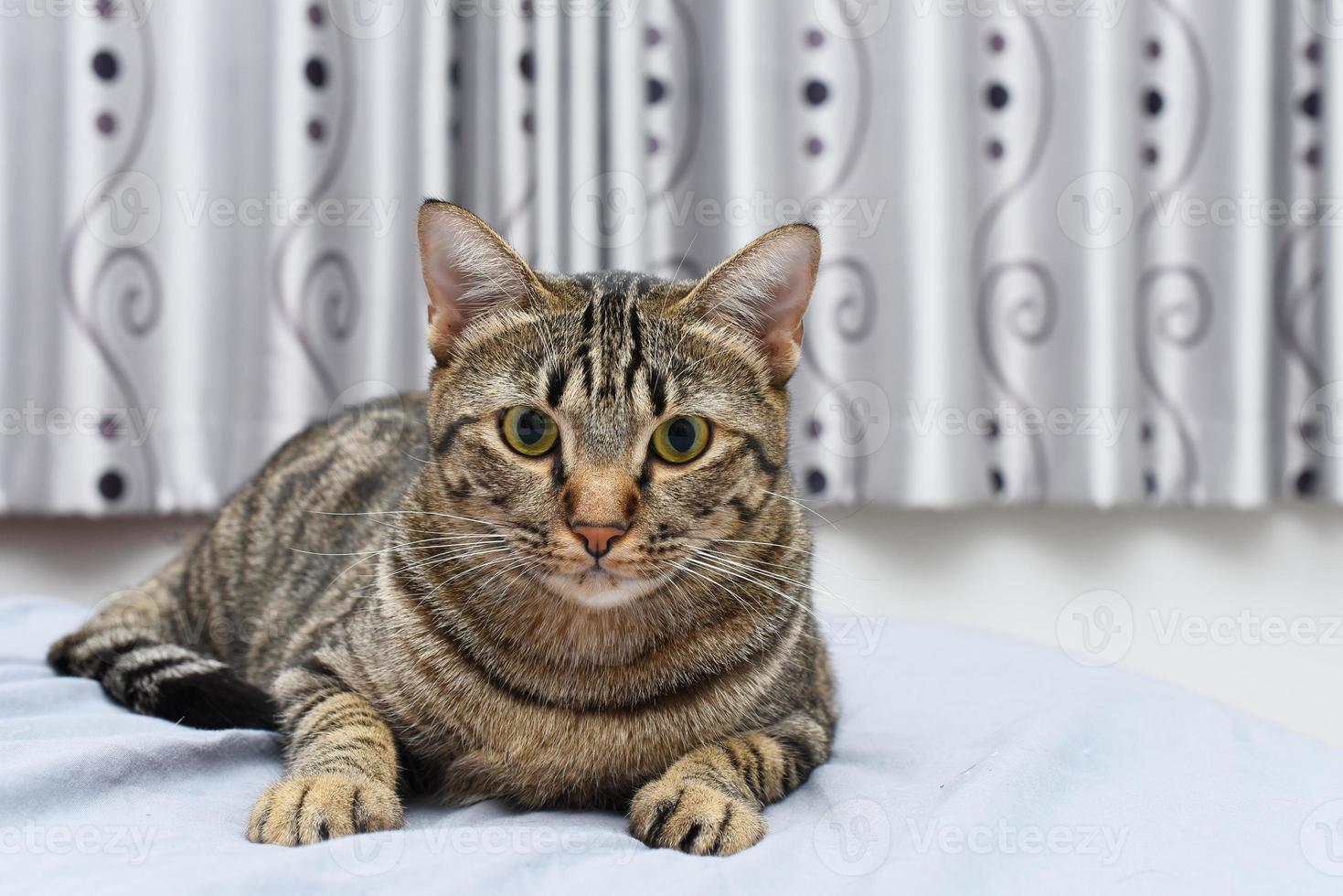 curioso pose gato com cena de quarto, gato malhado. foto