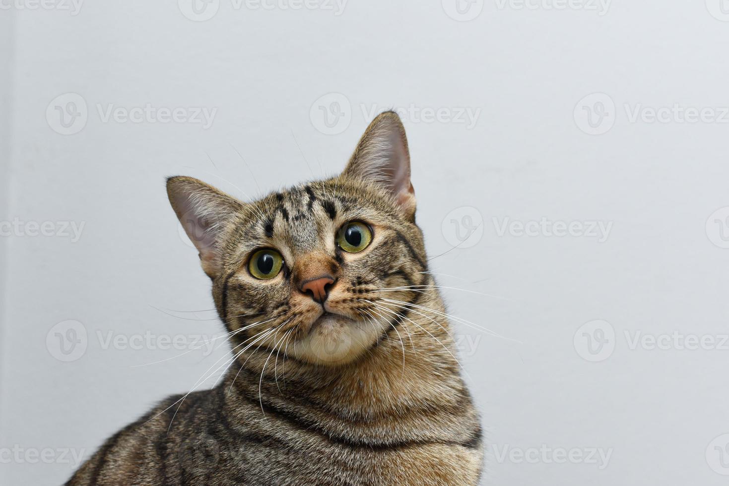 curioso pose gato com cena de quarto, gato malhado. foto