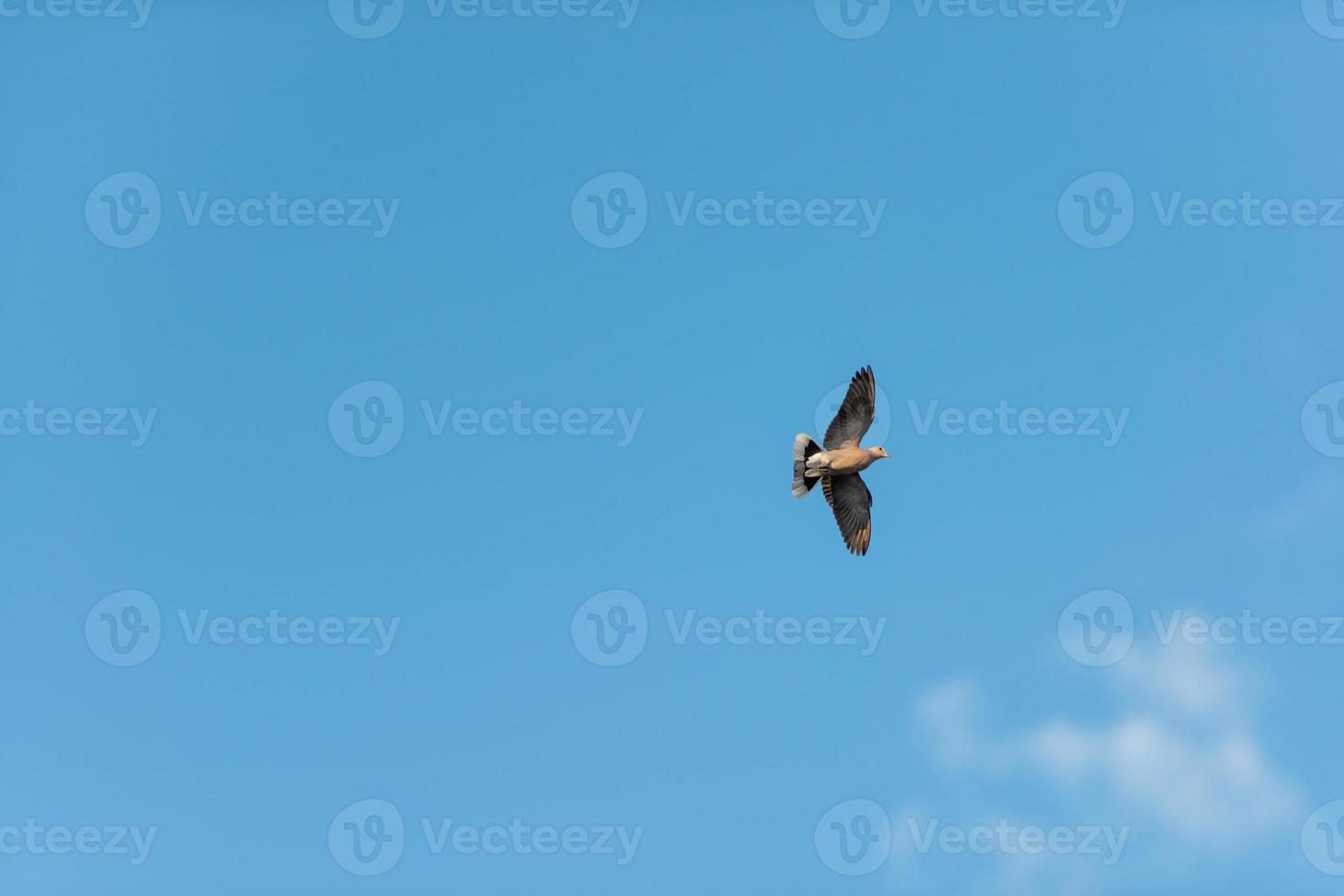 pomba voando fundo do céu da natureza foto