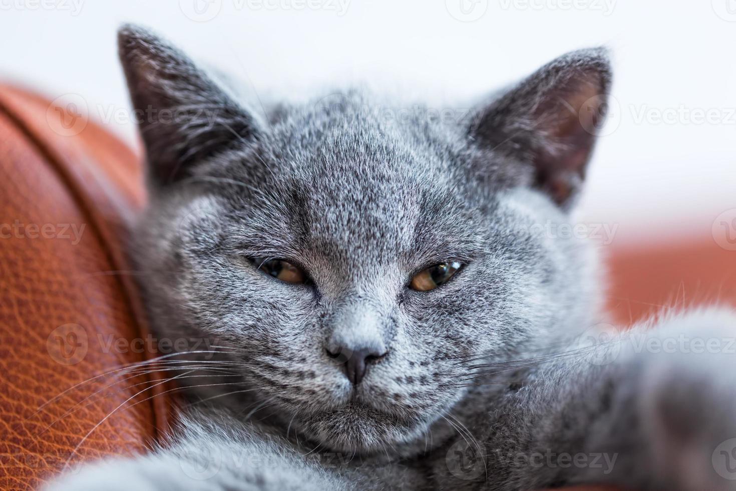 close-up de retrato de gato bonito jovem. o gatinho britânico de pêlo curto com pelo cinza azul foto