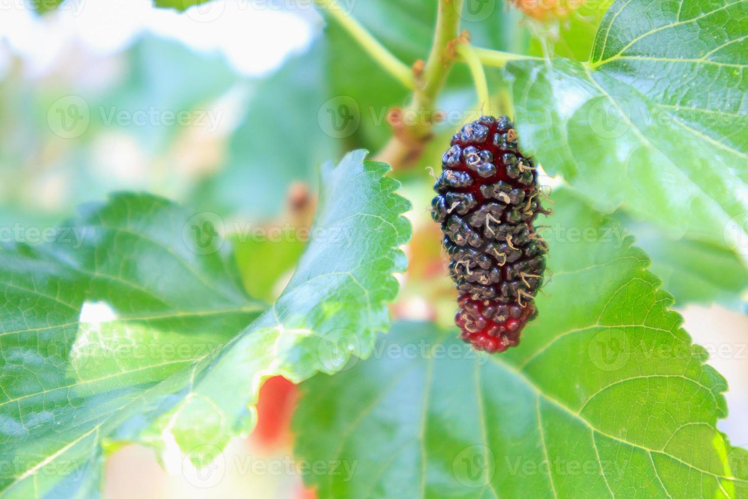 frutas frescas de amora vermelha no galho de árvore foto