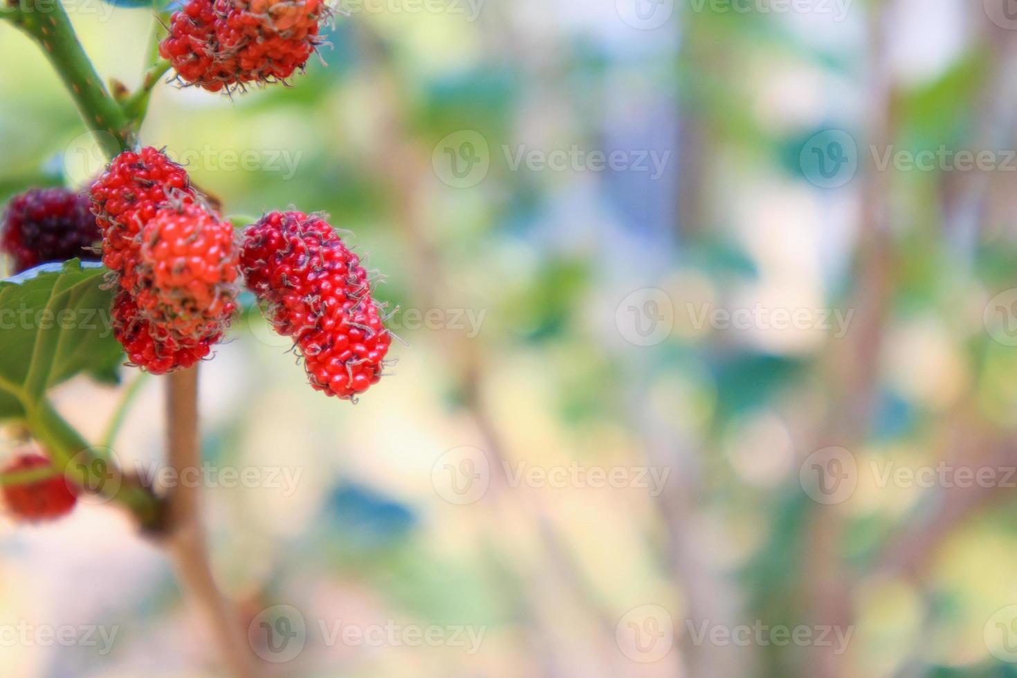 frutas frescas de amora vermelha no galho de árvore foto