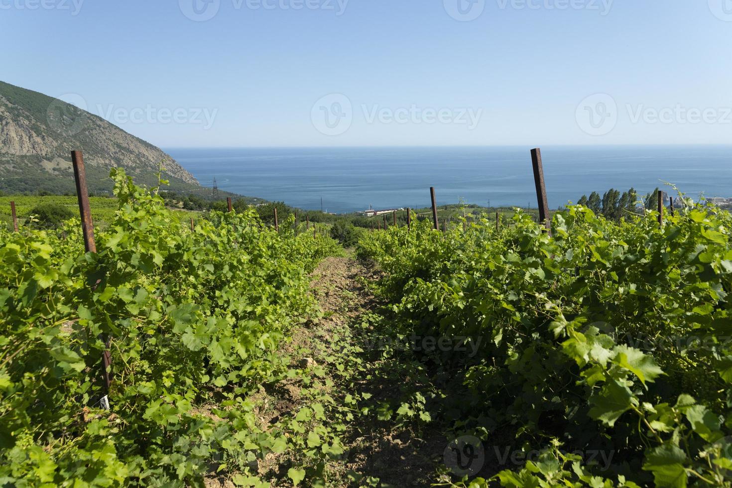 linhas verdes da primavera de videiras em um vinhedo, com vista para o mar azul. paisagem. copie o espaço. foto