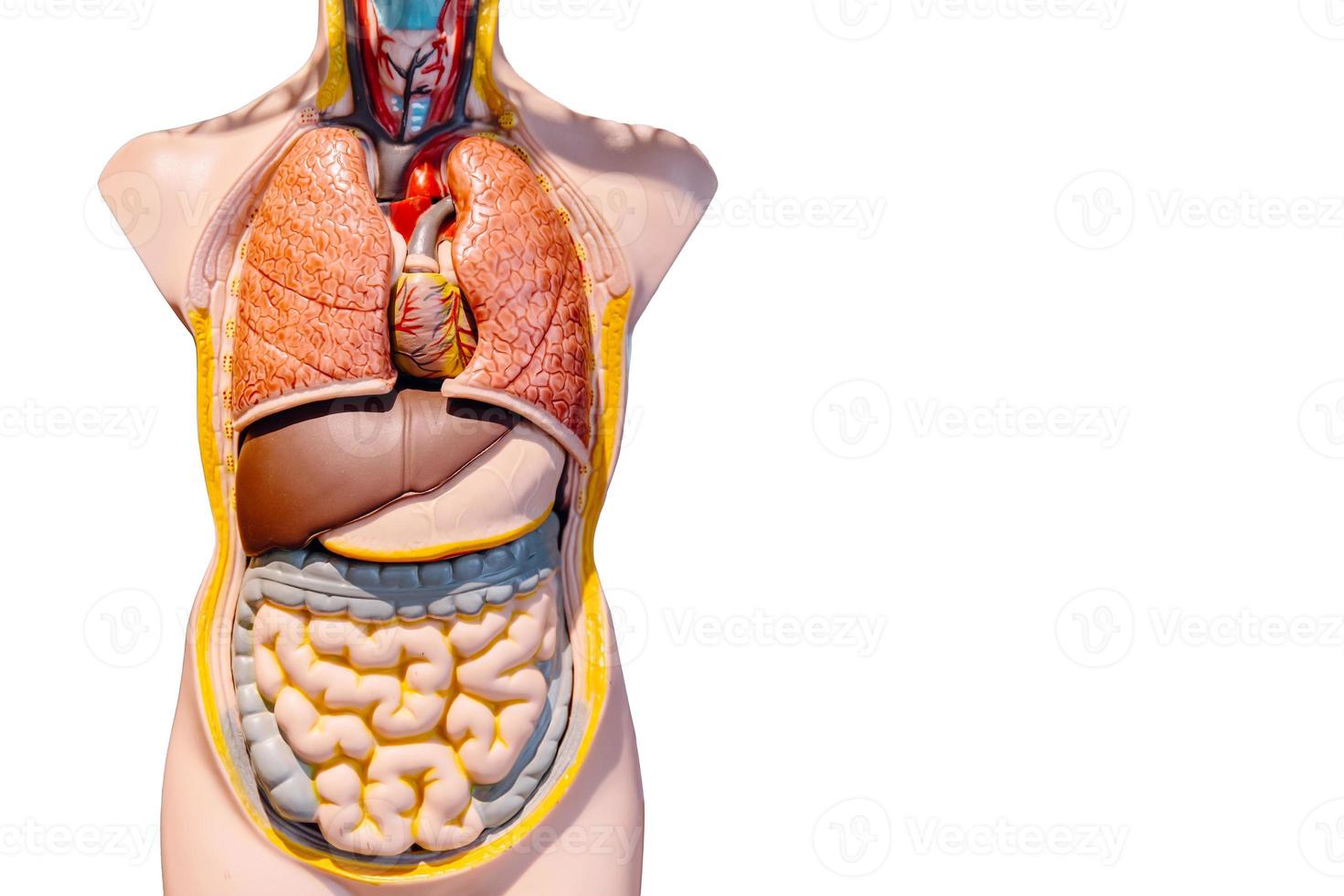 órgão interno humano do modelo de figura do intestino do intestino abdominal isolado no fundo branco foto