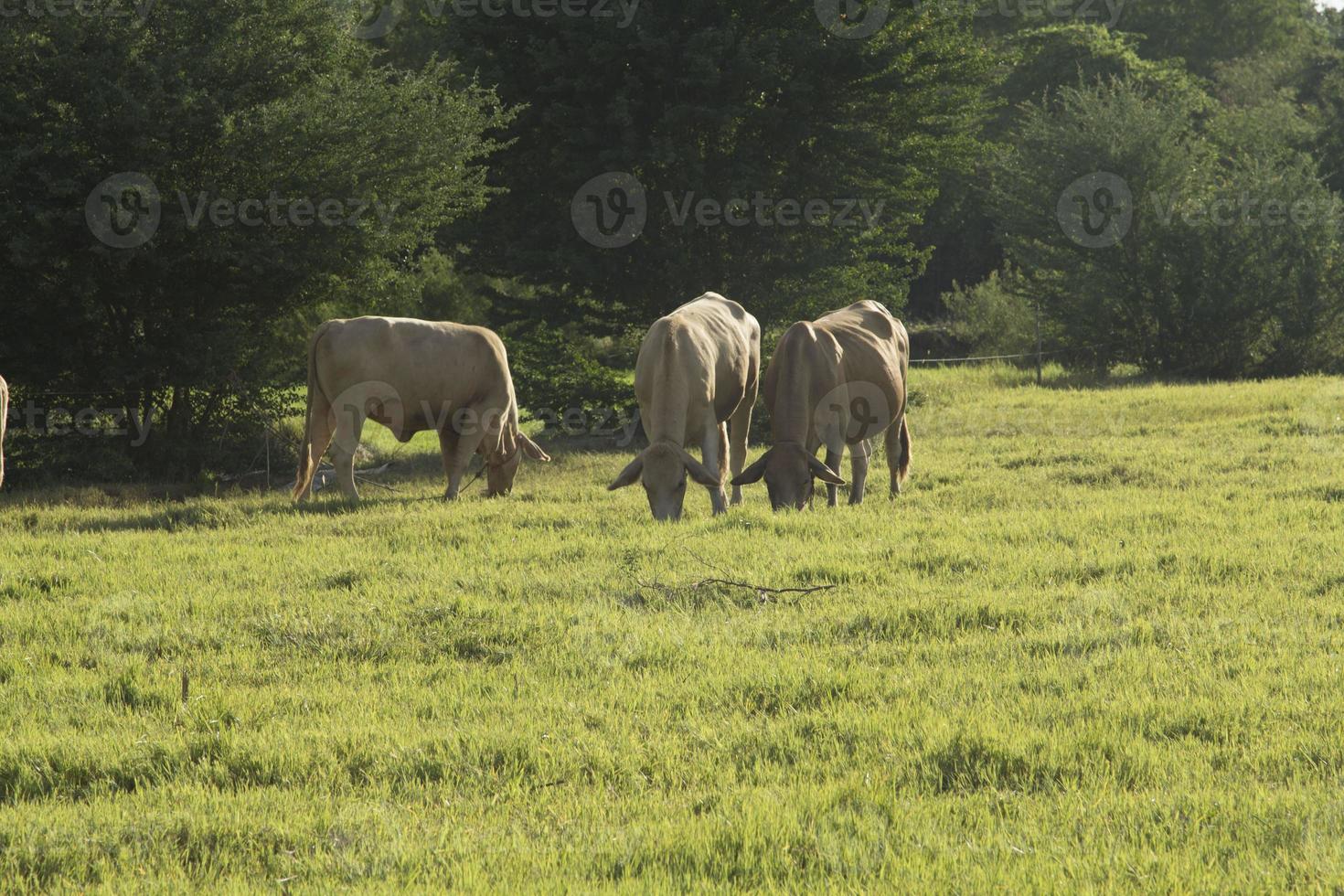 as vacas estão comendo capim no pasto da fazenda do fazendeiro, possuem um fio e liberam uma pequena corrente elétrica, evitando que a vaca escape da fazenda à noite o sol poente foto