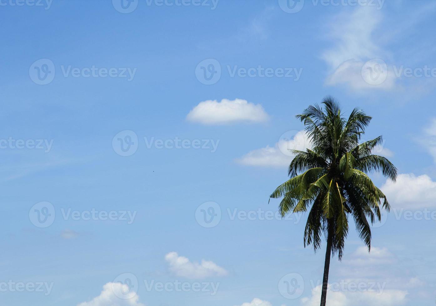 atmosfera céu-cumulus que flutua no céu naturalmente bonito em um dia ensolarado com coqueiros como pano de fundo contra um belo fundo de céu azul. foto