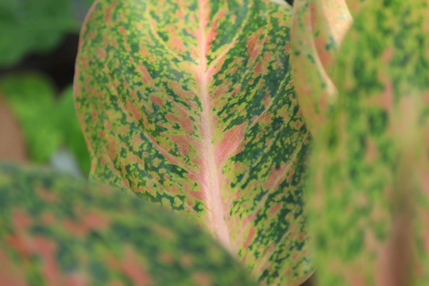 close-up de árvores de caládio rosa e verde planta purificadora de ar thai caladium bicolor é uma planta ornamental para decorar o jardim para embelezar e agregar mais valor à sua casa. foto