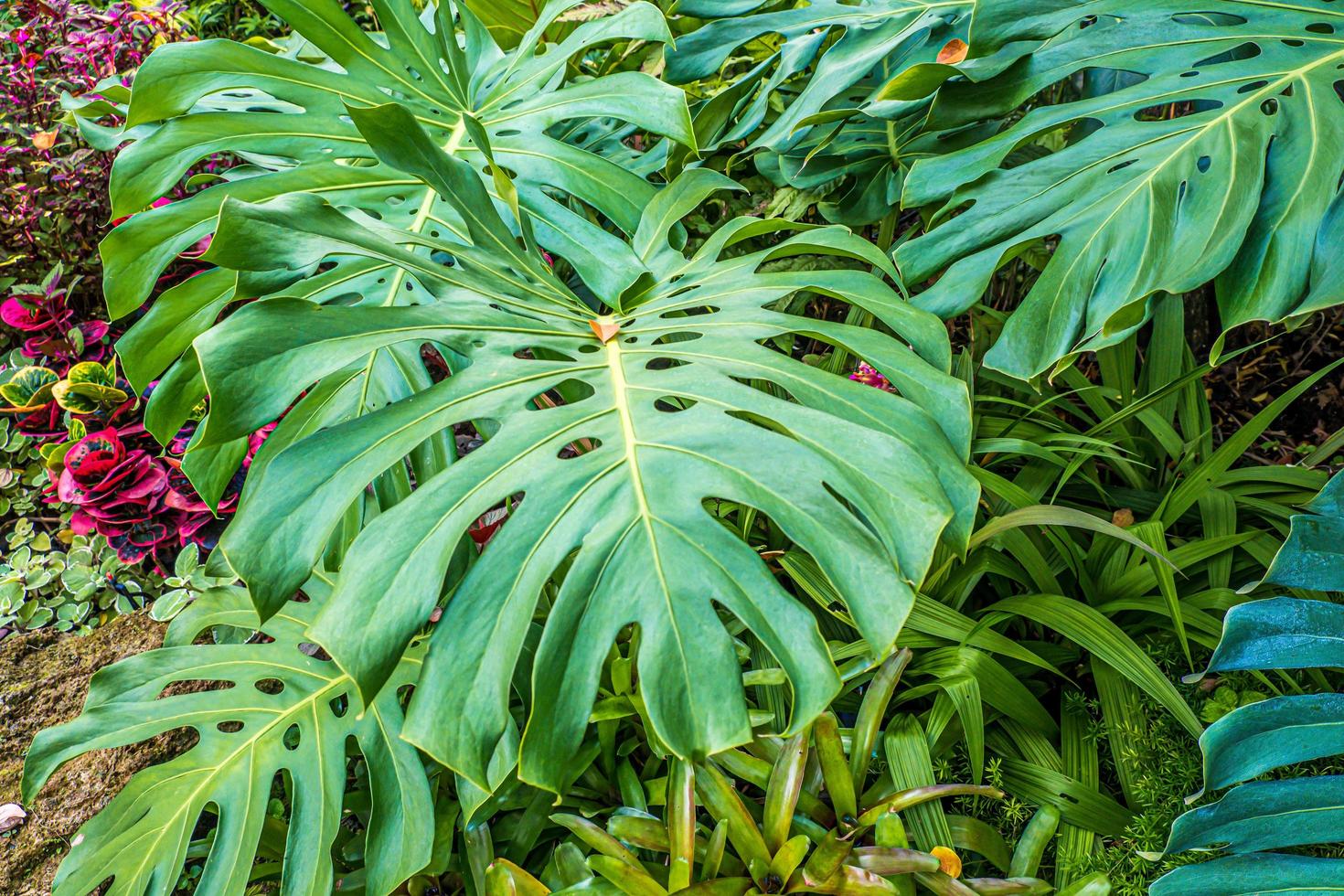 natureza verde de samambaia e árvores no fundo do jardim tropical nture. foto