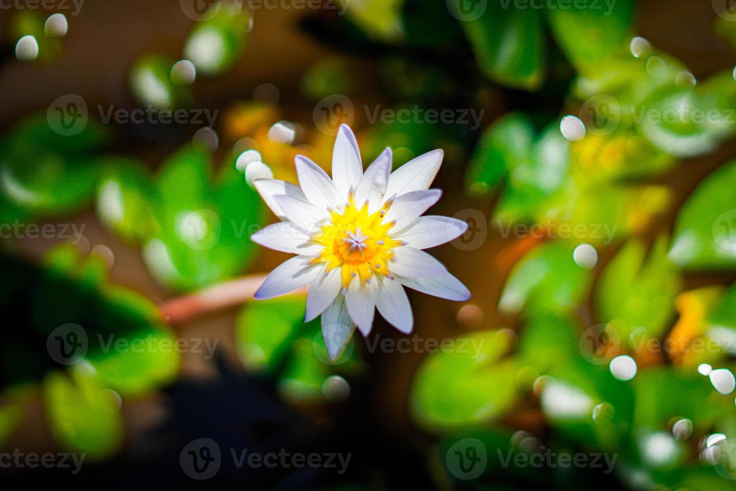 natureza fundo flor flor de lótus nenúfar planta foto