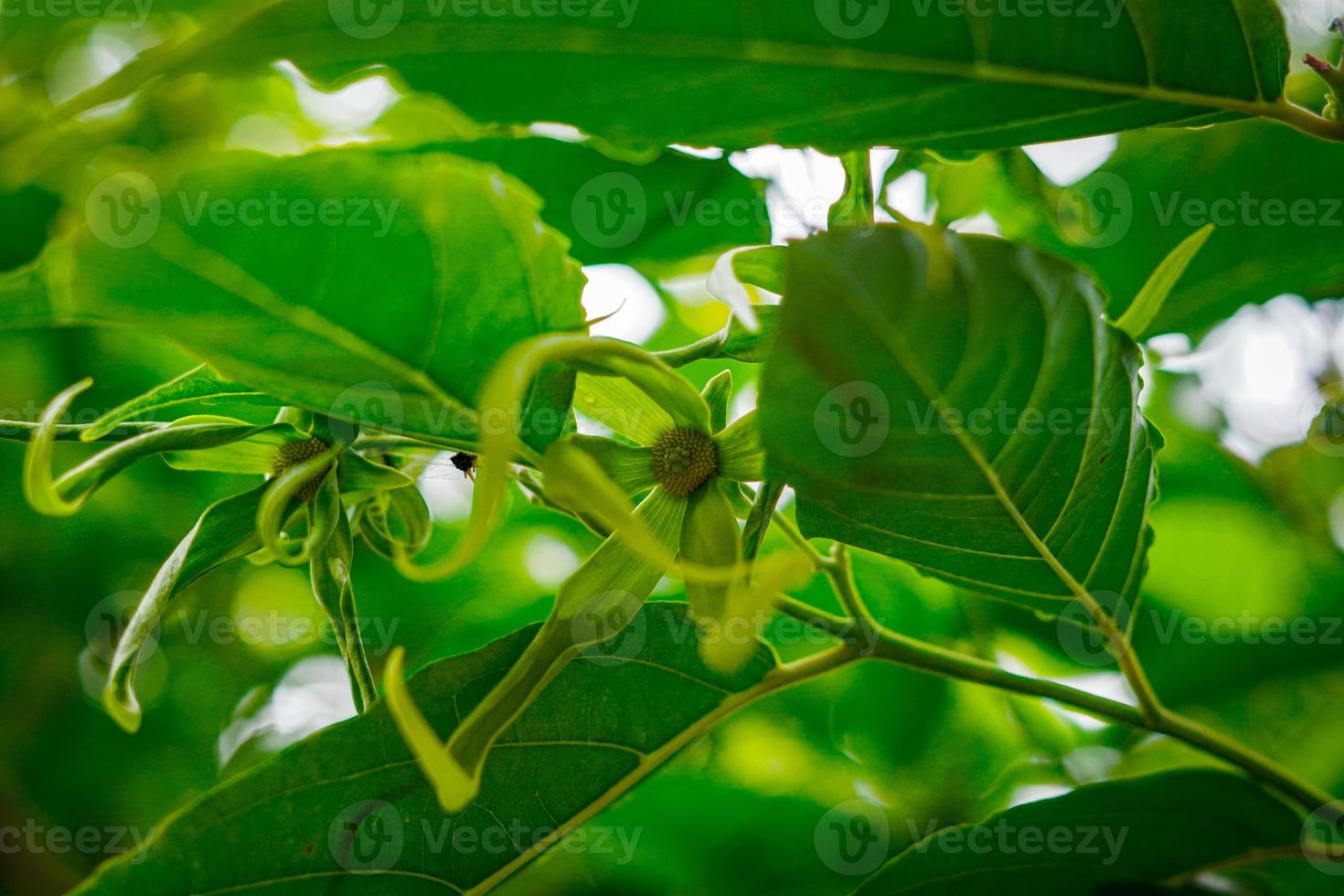 fundo de natureza verde bonito estético foto