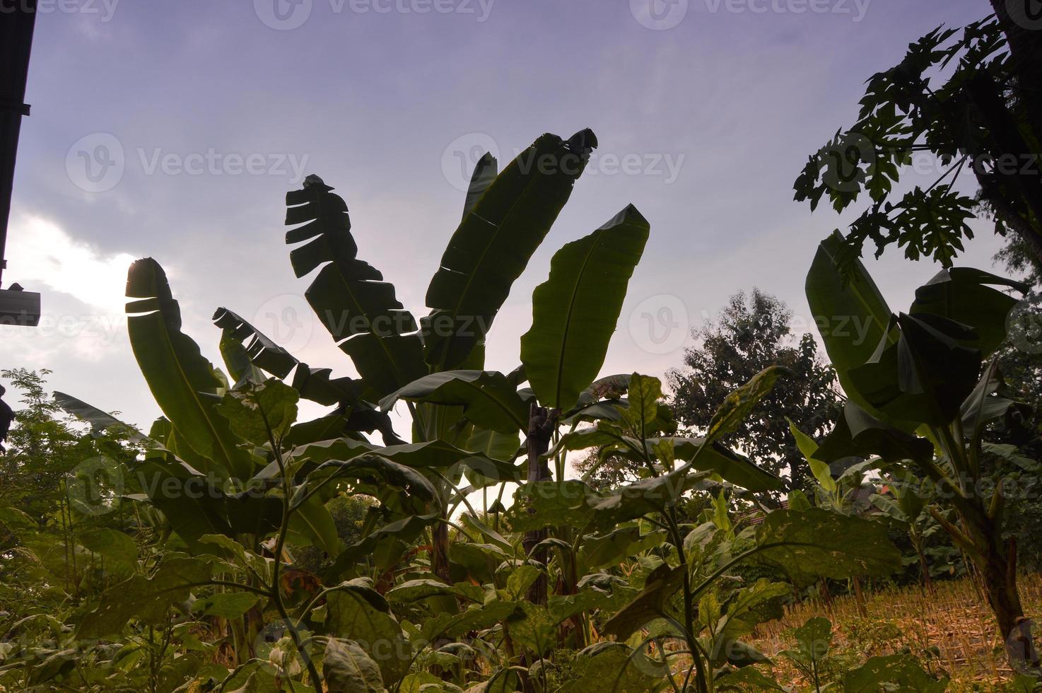 bananeira no jardim com belo fundo de nuvem foto