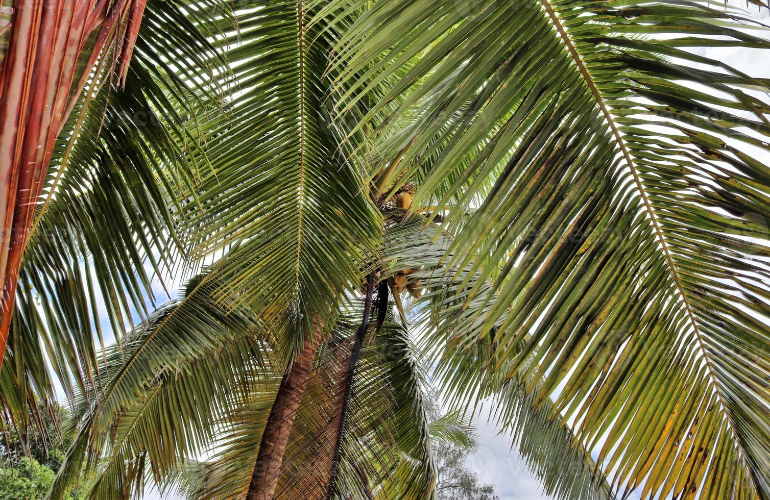 belas palmeiras na praia nas ilhas paradisíacas tropicais seychelles. foto