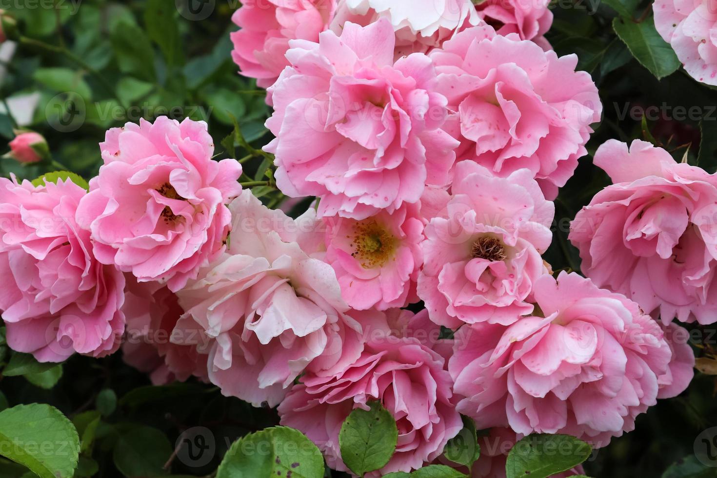 flores rosas cor de rosa e coloridas em um jardim de rosas com um fundo  bokeh suave. 8140847 Foto de stock no Vecteezy