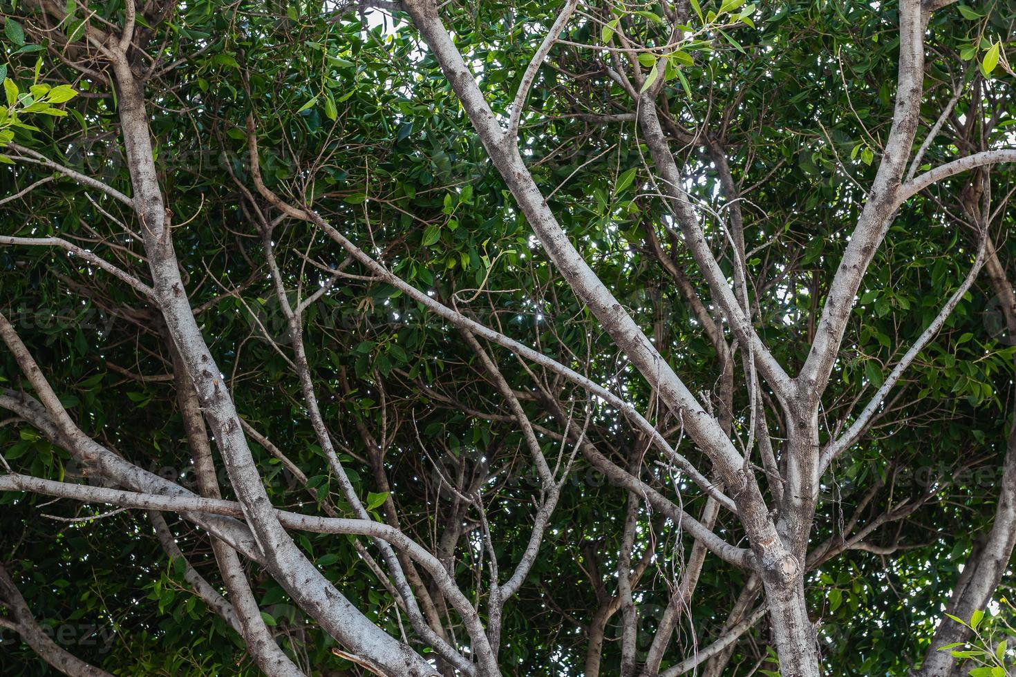 close-up de um belo galho de arbusto fresco com folhas verdes, o fundo é desfocado. foto