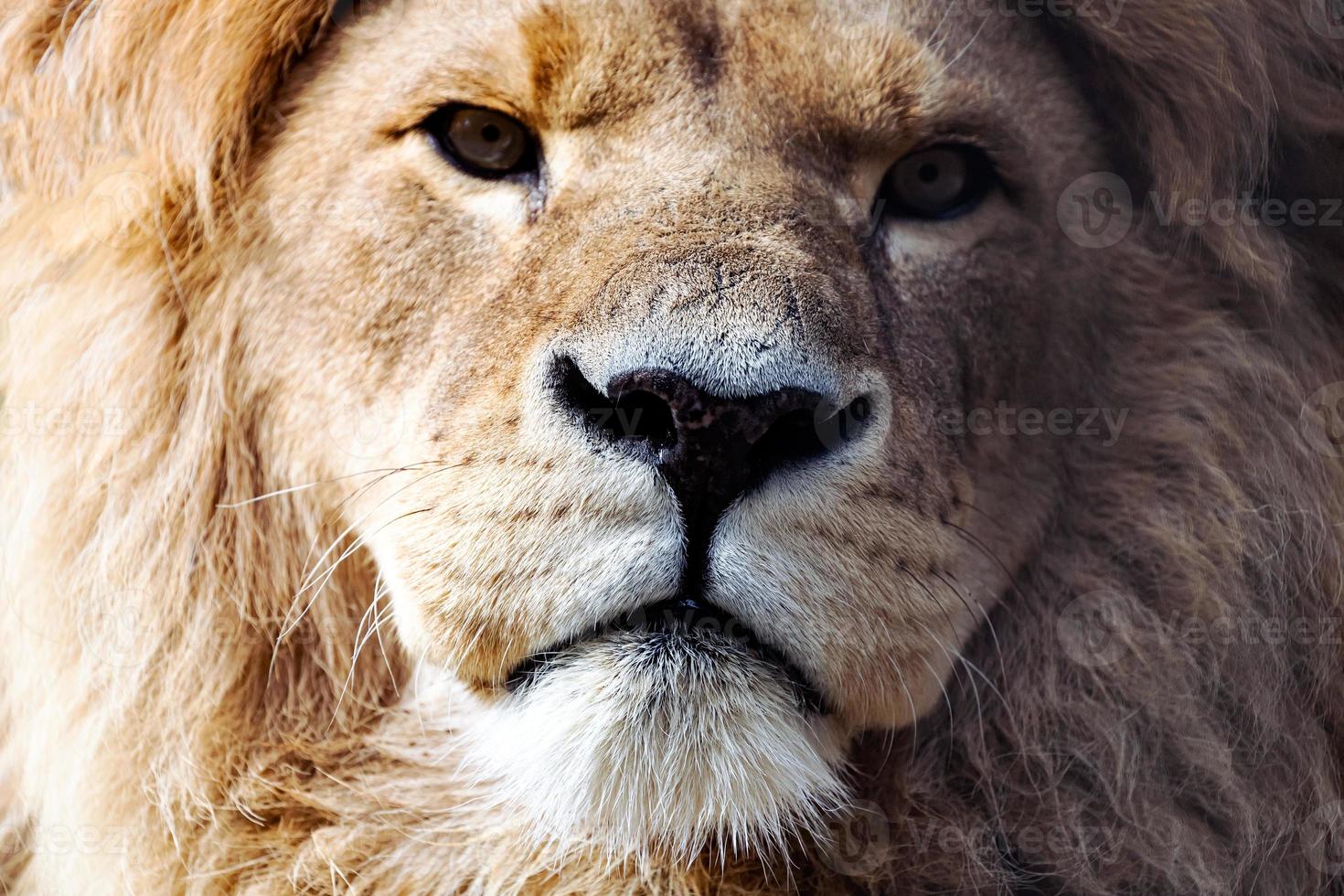 close-up o rei leão parece severamente. retrato de animais selvagens foto