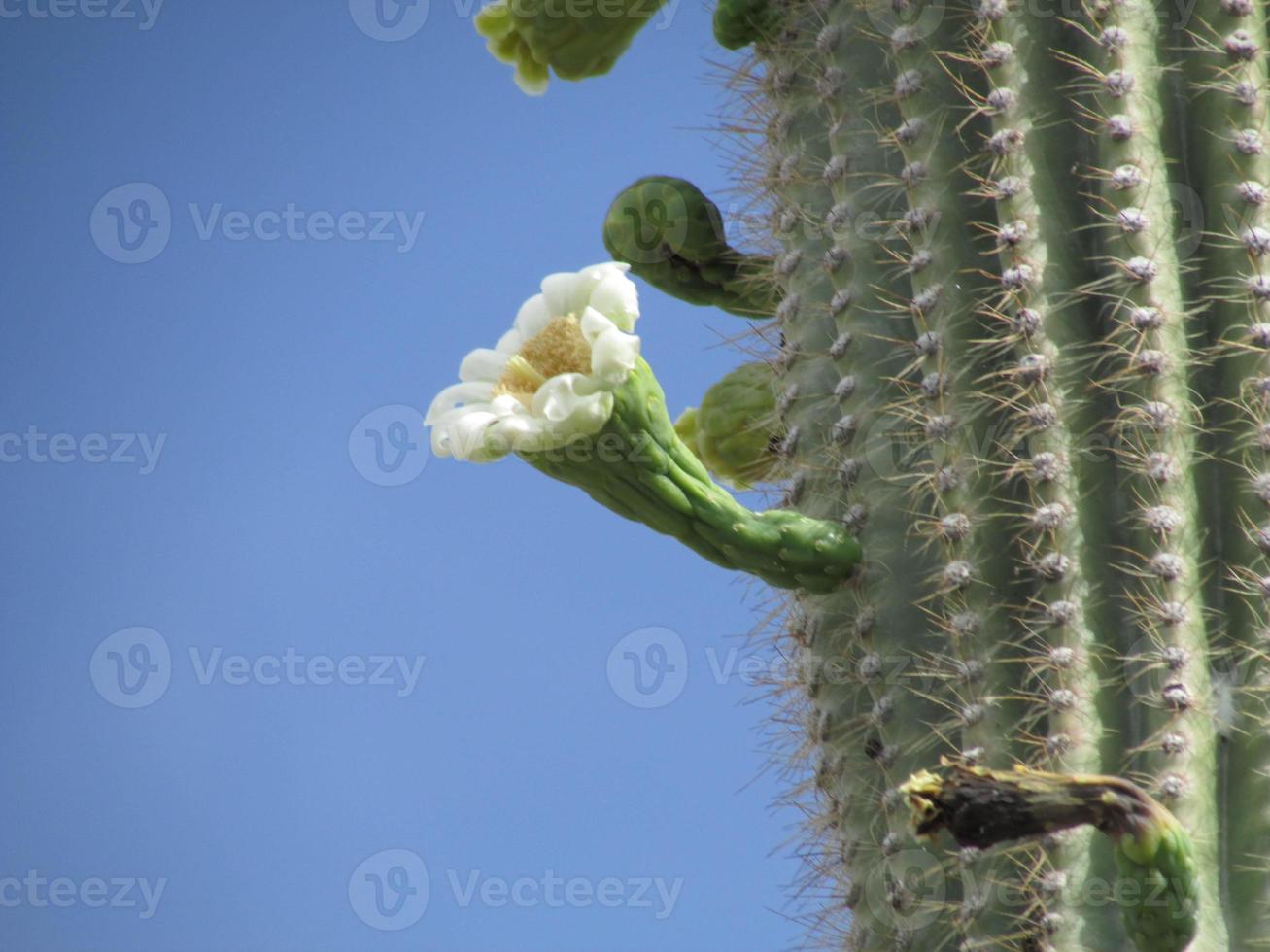 saguaro cacto flor vista lateral foto