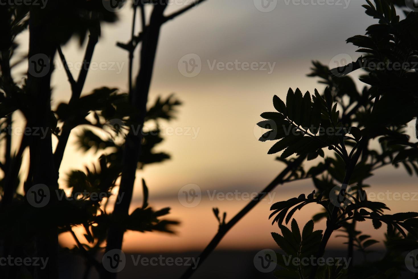 galhos pretos e folhas de cinzas de montanha no fundo do céu pôr do sol foto