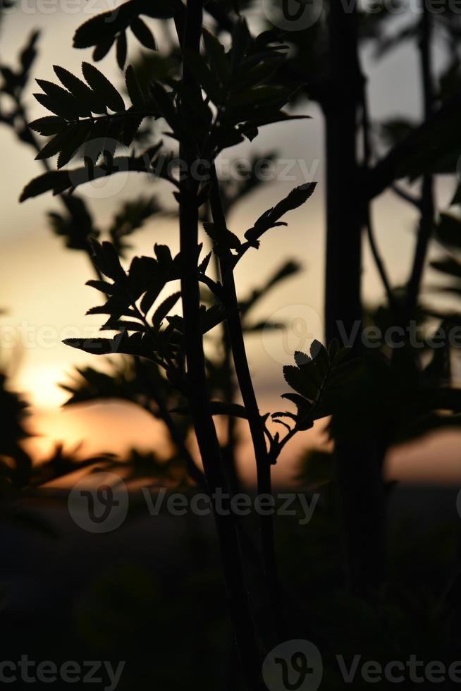 galhos pretos e folhas de cinzas de montanha no fundo do céu pôr do sol foto