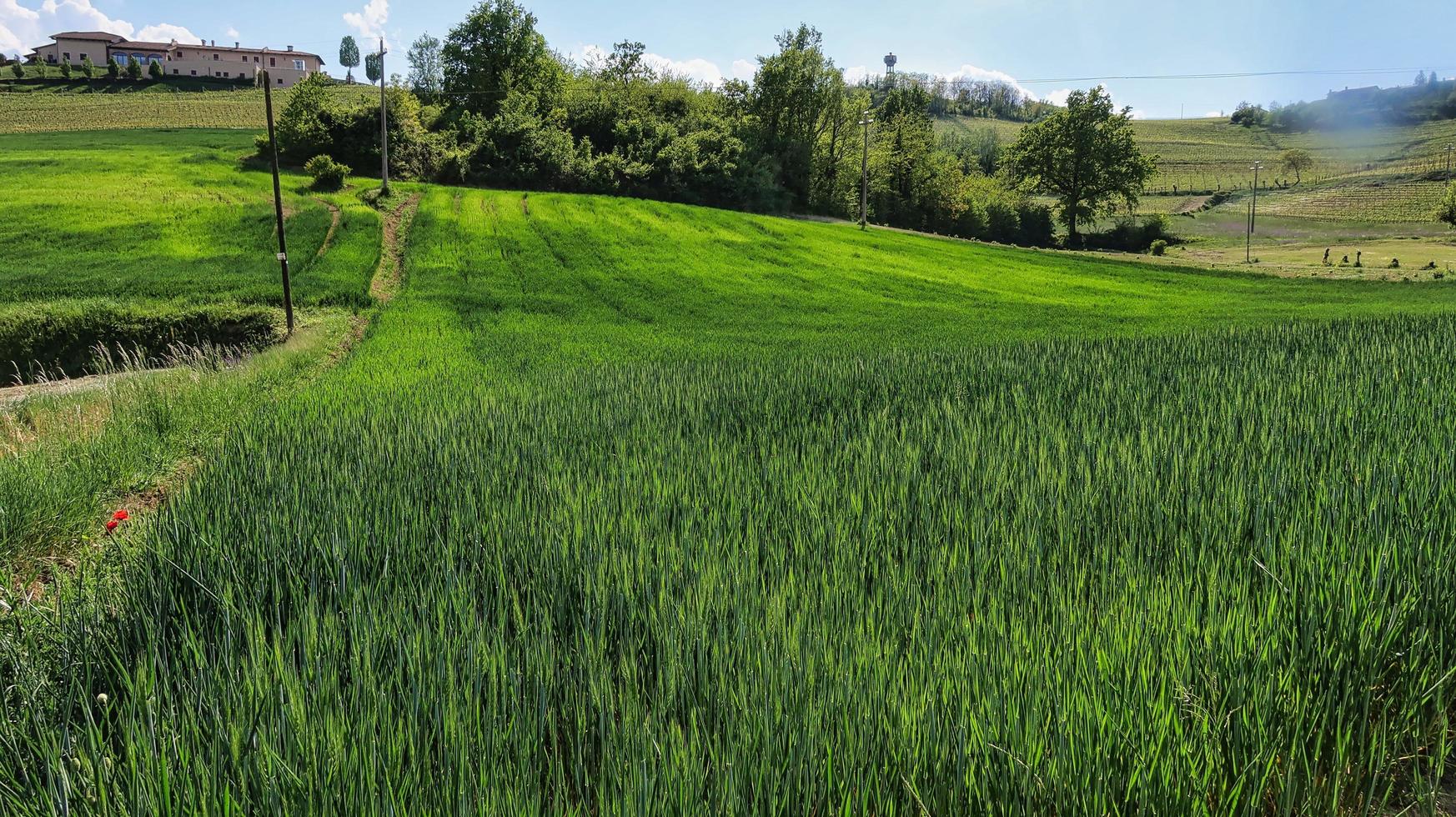 paisagens da langhe piemontesa de barolo e monforte d'alba, durante a primavera de 2022 foto