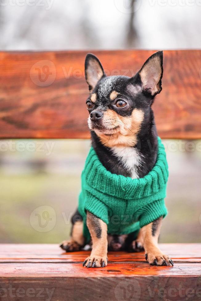 cão chihuahua tricolor preto branco marrom. animal, animal de estimação. foto