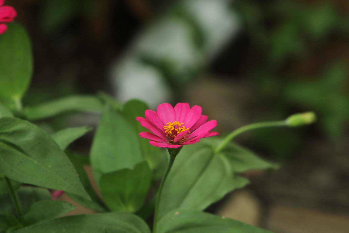 uma flor de zínia rosa foto